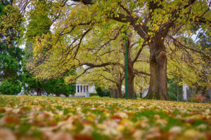Last to Leave the Shrine of Remembrance