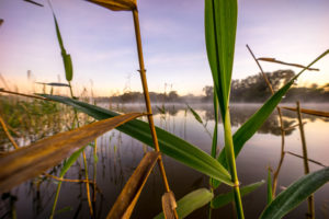 Sunrise on Jells Lake