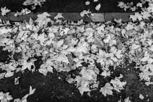 Leaves Leaving The Tree