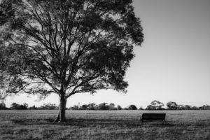 Tree in the park. Take a seat.