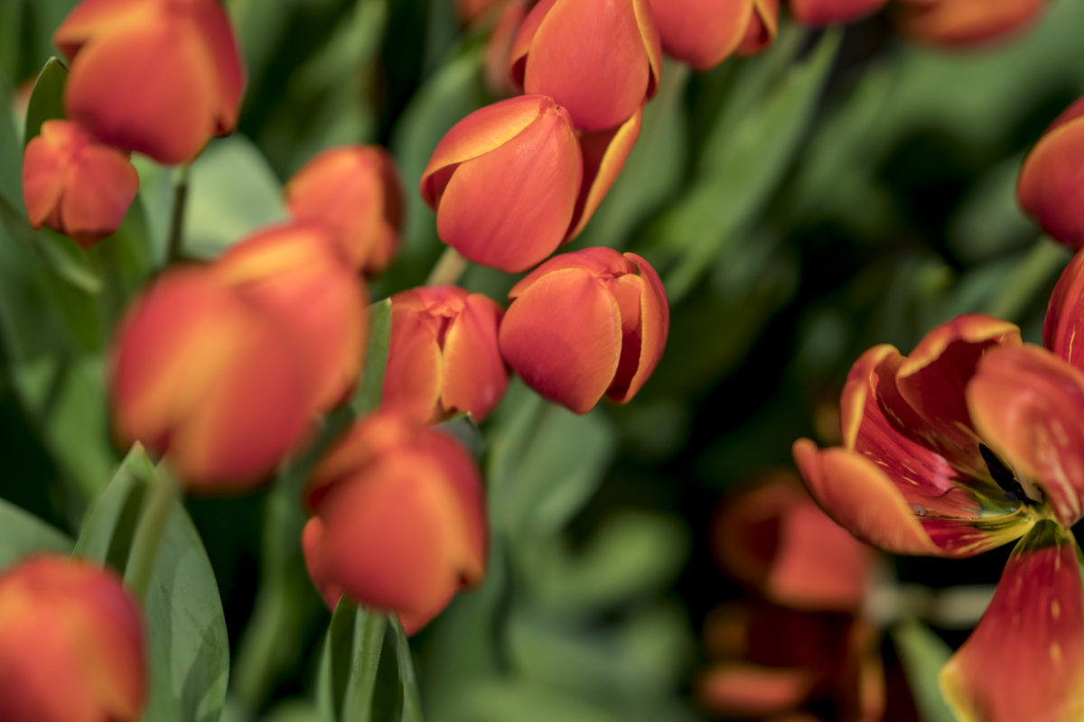 Photography by Steven Wright | regularsteven.com