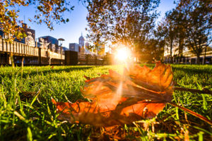 Green to Golden Brown in Melbourne Town
